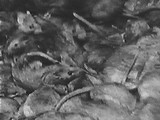 film_rat1.jpg (6727 bytes)