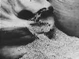film_rat2.jpg (7025 bytes)