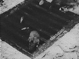 film_rat3.jpg (5870 bytes)